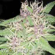 Vision Seeds Jack Herer